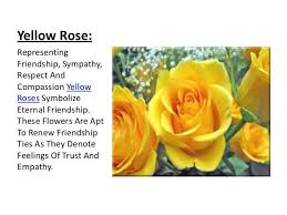 Pin By Carol Scriven On Yellow Rose Of Friendship Yellow Rose Meaning Rose Meaning Yellow Roses