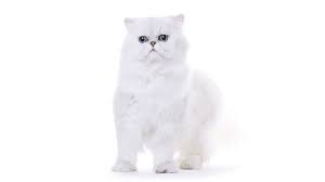 Chinchilla silver persian information chinchilla silver is a beautiful white color with just a hint of silver tipping which you can see below shimmering on mariah's back. The Chinchilla Persan Information About The Cat Breed