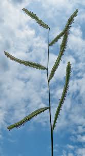 Image result for Paspalum