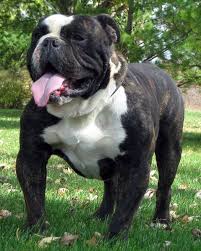 Maybe you would like to learn more about one of these? Rose Bull Kennels 100 Olde Victorian Bulldogges English Bulldog Puppies Bulldog Puppies Bulldog Breeds