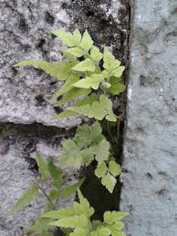 Image result for Asplenium pumilum