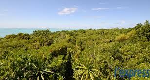 Image result for Hilsenbergia petiolaris