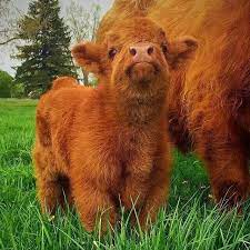H miniature scottish highland cattle (unhybridized) breed description: Pin By Judith Goldie On Cute Cute Baby Cow Fluffy Animals Fluffy Cows