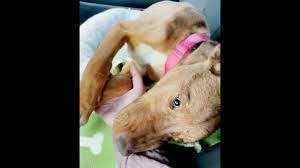 The polished pitbull (shelter #1122837) x chester county phoenixville, pa. Pit Bull Puppy Shows Gratitude After Being Rescued In N J Nj Com