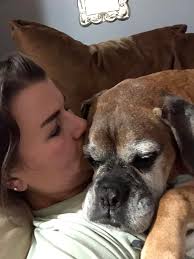 Dog's death leaves owner heartbroken and grieving