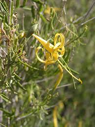 Image result for Anisacanthus