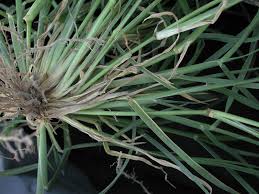 Image result for Cenchrus incertus