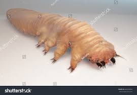 Image result for Demodex folliculorum