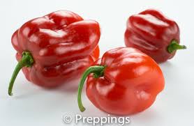 Maybe you would like to learn more about one of these? Aji Dulce Chile Pepper Preppings Stuffed Peppers Stuffed Sweet Peppers Good Eat