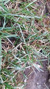 As you can see in the screen below there are 15 grass blade images. White Substance On Grass Blades 291540 Ask Extension