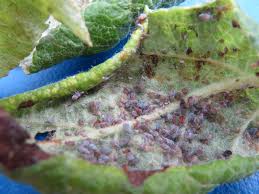 Pears suffer from green peach aphids, cotton aphids and bean aphids. Apple Leaf Curling Aphids What Can I Do Fruit Forum