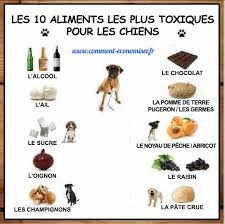 Les 10 Aliments Les Plus Toxiques Pour Les Chiens Que Tout Proprietaire De Chien Doit Connaitre Alimentation Chien Aliments Dangereux Pour Les Chiens Proprietaires De Chiens