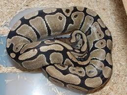 Backwaterreptiles.com has stunning corn snakes for sale (elaphe guttata) at unbeatable prices. Mirdif Pets Reptile Pet Store Dubai United Arab Emirates 4 Reviews 112 Photos Facebook