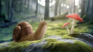 Digital Art Artwork Cgi 3d Nature Stones Snail Mushroom Trees Forest Macro Worms Eye View Depth Of Field Moss Worms Eye View Snail Depth Of Field