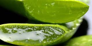 Aloe Vera Bitkisinin Sagliga Faydalari Saglik Haberleri