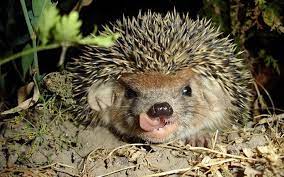 Put out hedgehog food, meat based pet food and cat biscuits. How To Attract Hedgehogs Into Your Garden David Domoney Hedgehogs