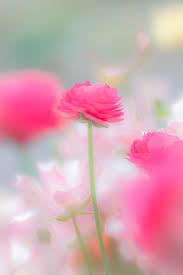 Selain arti warna salem juga dapat menimbulkan keceriaan, pas untuk kombinasi. Tenderness Beautiful Flowers Flower Wallpaper Pink Flowers