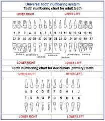 The palmer numbering system in each quadrant begins with 1 for the central incisor to 8 for the third molar. Tooth Numbering Systems Oralhealth In