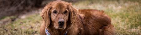 2.4 field bred golden retrievers. Companion Golden Retriever Rescue
