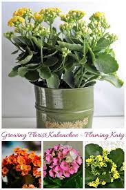 Kalanchoe Blossfeldiana Care How To Grow Florist Kalanchoe Flowering House Plants Kalanchoe Blossfeldiana Plant Care Houseplant
