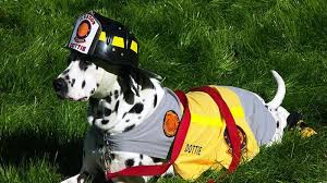 We review the best pet insurance companies based on cost, coverage best pet insurance companies. National Pet Fire Safety Day Petpartners Pet Insurance