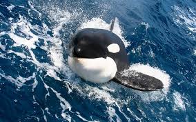 Download Wallpapers Killer Whale Close Up Whales Ocean Wildlife Whale Killer Sea Orca Orcinus Orca For Desktop Free Pictures For Desktop Free Orcas space whale twitter profile picture header pictures wale water life computer wallpaper wallpaper desktop ocean creatures.