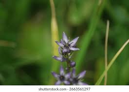 Image result for Swertia eminii