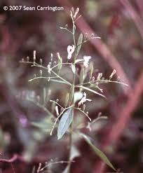 Image result for Justicia tenella