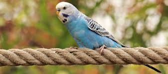 Der niedliche, im stil eines chinesischen teehauses gestaltete vogelkäfig hat nicht einmal ansatzweise etwas mit artgerechter. Product Review Trixie 5663 Natural Living Spielplatz Www Wellensittiche Kaufen De