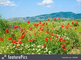 Maybe you would like to learn more about one of these? Summer Season Beautiful Summer Mountain Landscape With Flowers Stock Image I2857884 At Featurepics