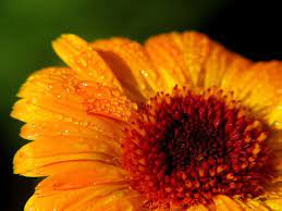 Caldendula Audreyjm529 Jpg Jpeg Image 500x375 Pixels Calendula Herbs Skin Dermatitis