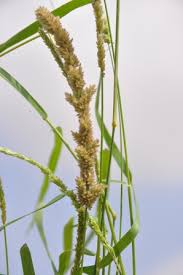 Image result for Teramnus repens