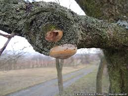 Image result for Phellinus pomaceus
