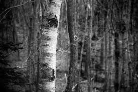 Cape Breton Woods In 2020 Cape Breton Dark Forest Forest Trail
