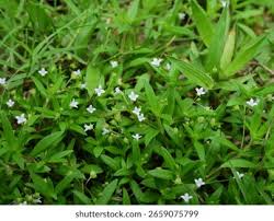 Image result for Oldenlandia angolensis