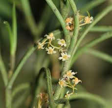 Image result for Tridactyle scottellii