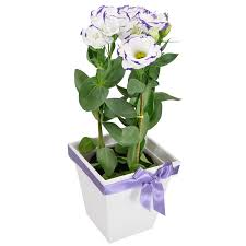 Aprendar A Cuidar De Lisianthus Blog Giuliana Flores