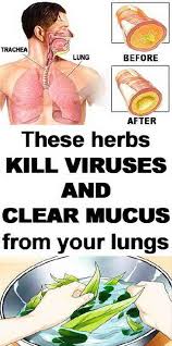 Here S How To Clear Mucus From Your Lungs Also It S A Good Solution If You Have Some Other Infection Too In 2020 Health Mucus Lunges