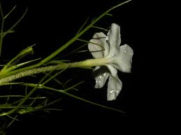 Image result for Rhamphicarpa