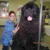 Newfoundland floral dogs puppies pets dog fabric printed by spoonflower bty. Https Encrypted Tbn0 Gstatic Com Images Q Tbn And9gcqnd N5mbu8h17bt4wls8l71ot1bvcctuaaqds6j7q Usqp Cau