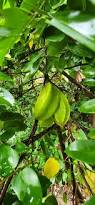 Image result for Averrhoa carambola