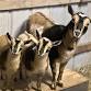 Goat Yoga at Cannonsburg