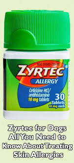 Zyrtec For Dogs Is Considered Safe And Has Been Well Tolerated By Dogs In Veterinary Studies Before Treating You Dog Allergies Dog Skin Allergies Pregnant Dog