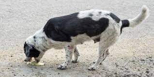 Mi Perro Vomita Espuma Amarilla Que Puedo Hacer Redcanina Es