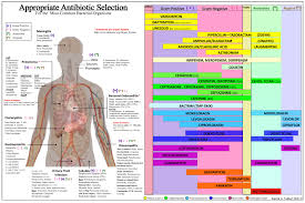 Pdf Appropriate Antibiotic Selection Chart