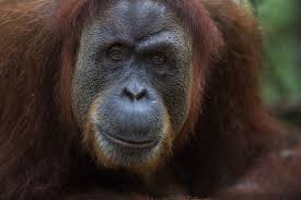 Sumatra orang utan treks yakınlarındaki oteller: Sos Sumatran Orangutan Society