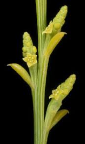 Image result for Scepocarpus