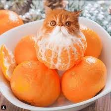 Cats In Food Is The New Mouth Watering Feline Fun Food Animals Funny Animals Funny Cat Photos