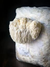 Lion's mane is a fantastic mushroom to grow at home and (importantly for many home growers) not one that you're likely to find at the grocery store. Lion S Mane Mushroom Crab Cakes The Sophisticated Caveman