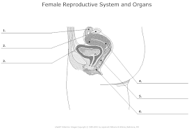 (i) identify the reproductive cells a and b. Male Reproductive System Blank Diagram Human Anatomy